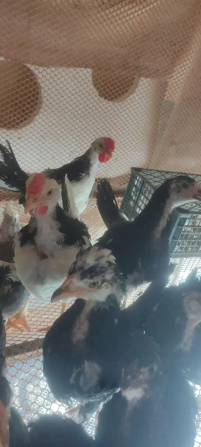 نیمچه مرغ گلین زیبا اصیل ۳.۵ ماهه|حیوانات مزرعه|کوه چنار, |دیوار