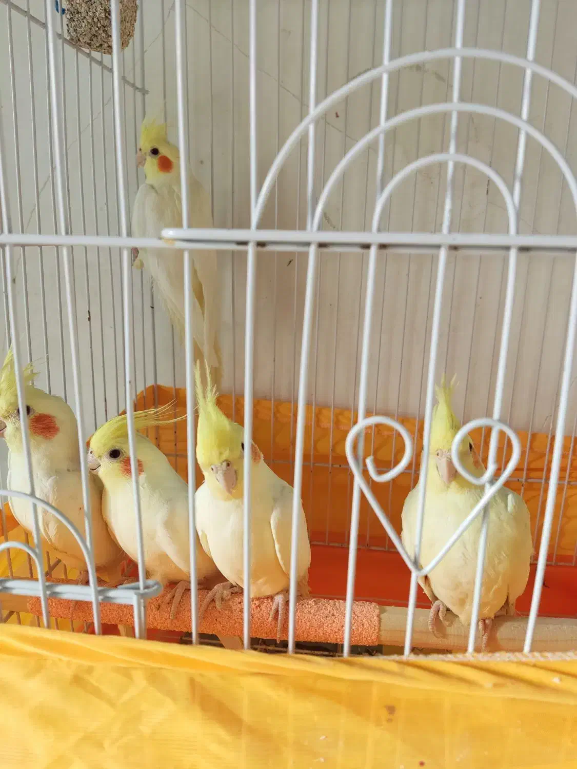 فروش تعدادی عروس هلندی لوتینو چشم شرابی|پرنده|سمنان, |دیوار