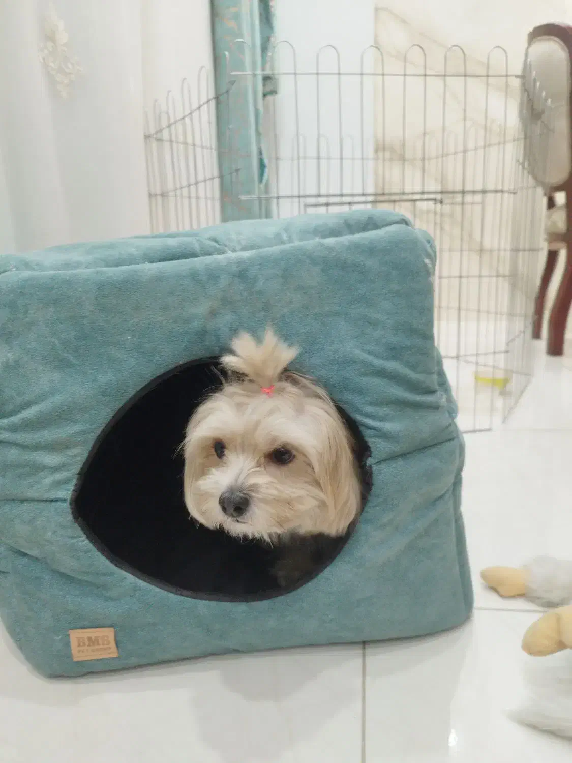 شیتزو تریر اصل|سگ|کرمانشاه, |دیوار