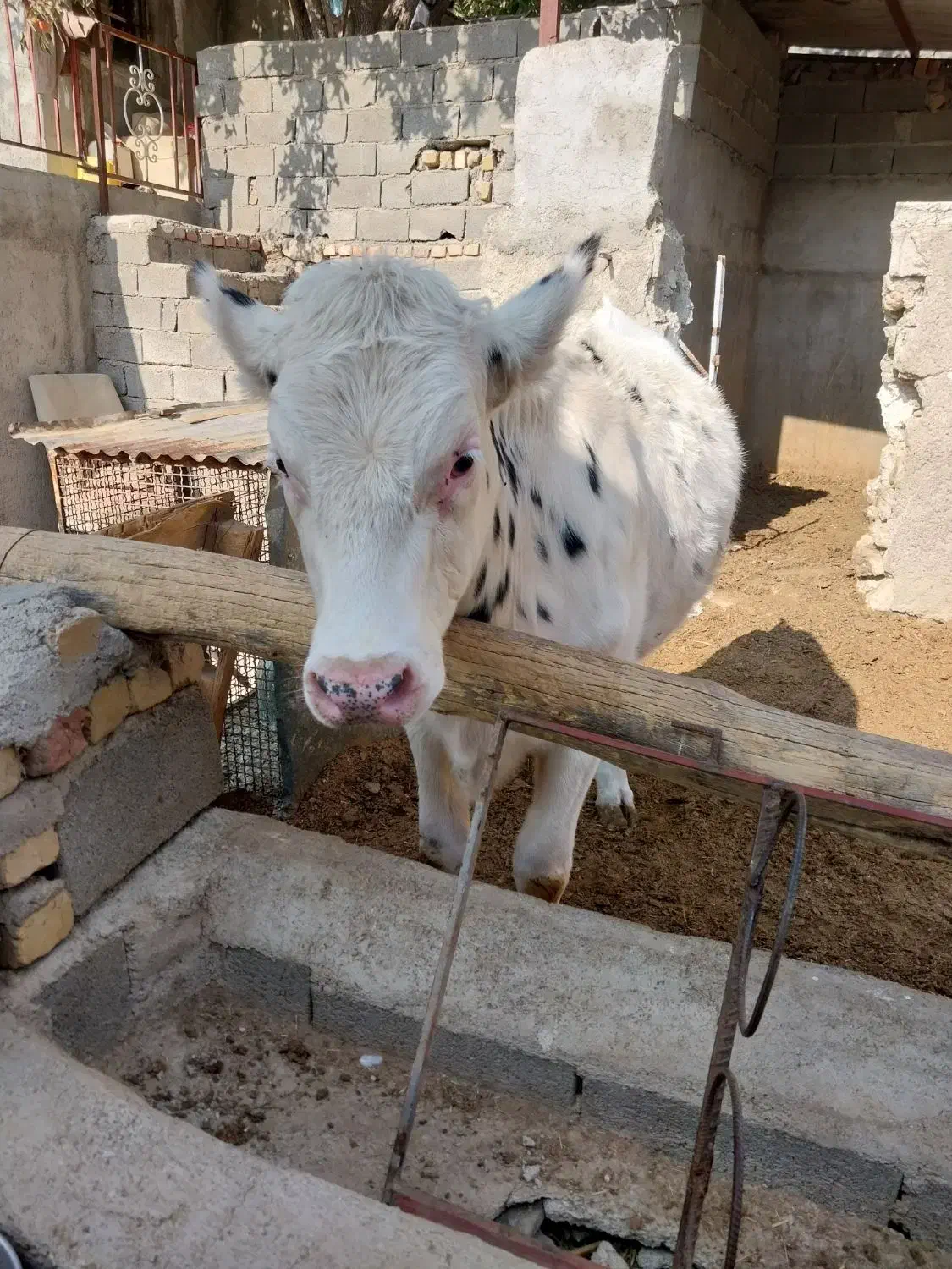 تلیسه پای کل|حیوانات مزرعه|هشتگرد, خور|دیوار