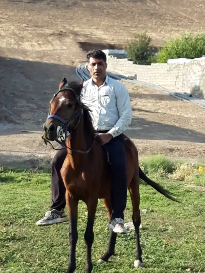 فروش اسب|اسب و تجهیزات اسب‌سواری|صحنه, |دیوار