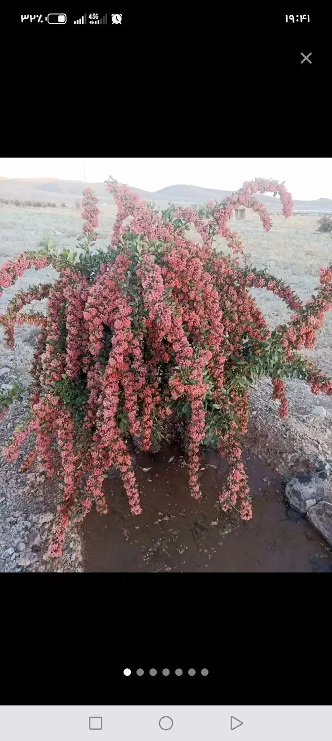 نهال زرشک پفکی  فقط وفقط 27000|خدمات باغبانی و درختکاری|تهران, باغ خزانه|دیوار
