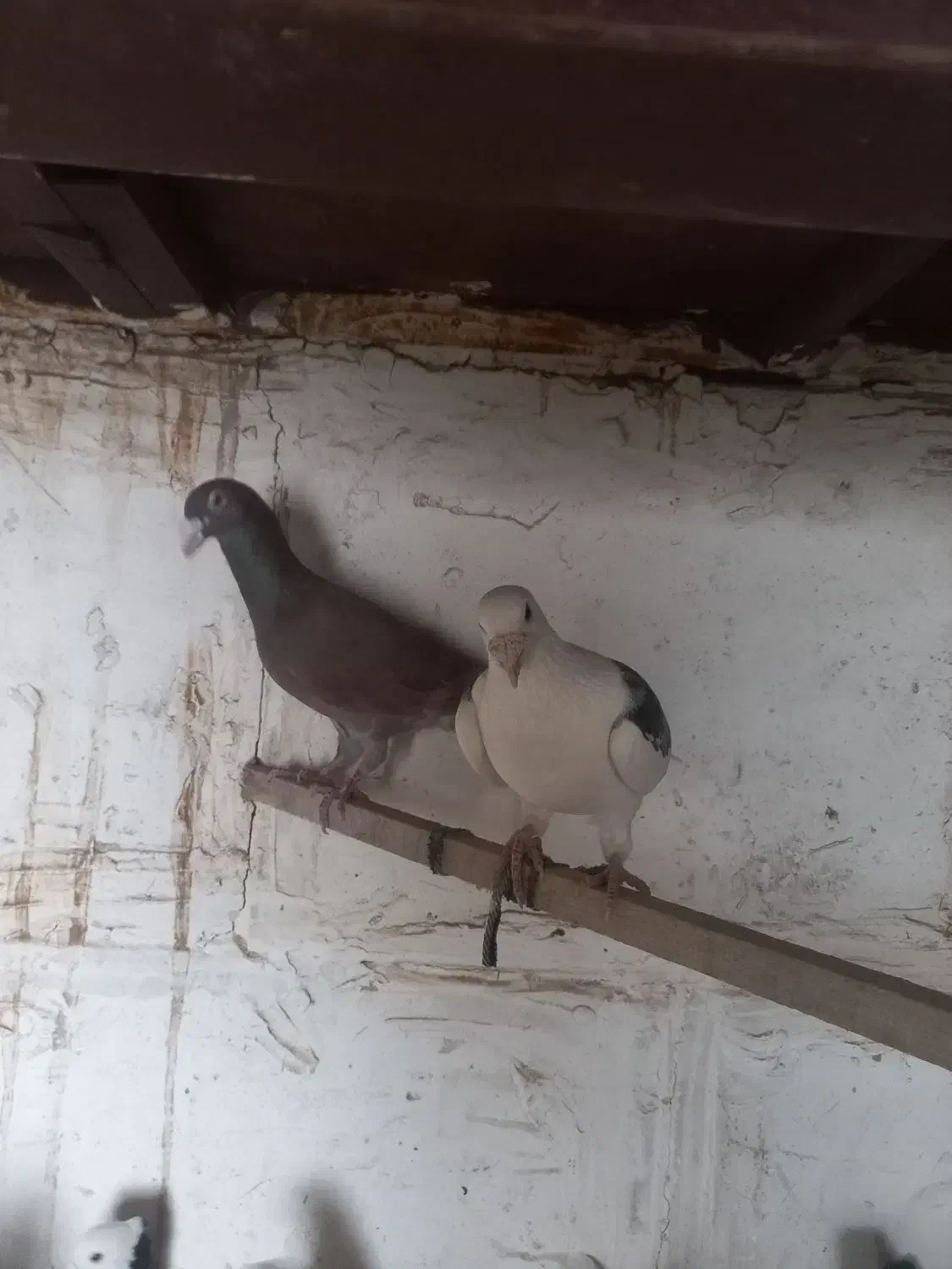 کفتر پرشی نر|پرنده|قلعه نو, |دیوار