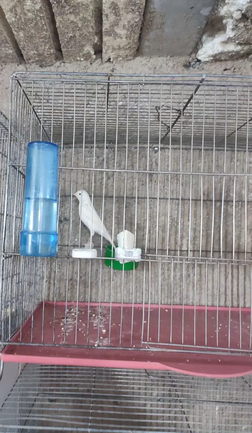 قناری سفید و طلایی و سرخ|پرنده|شیراز, محراب|دیوار