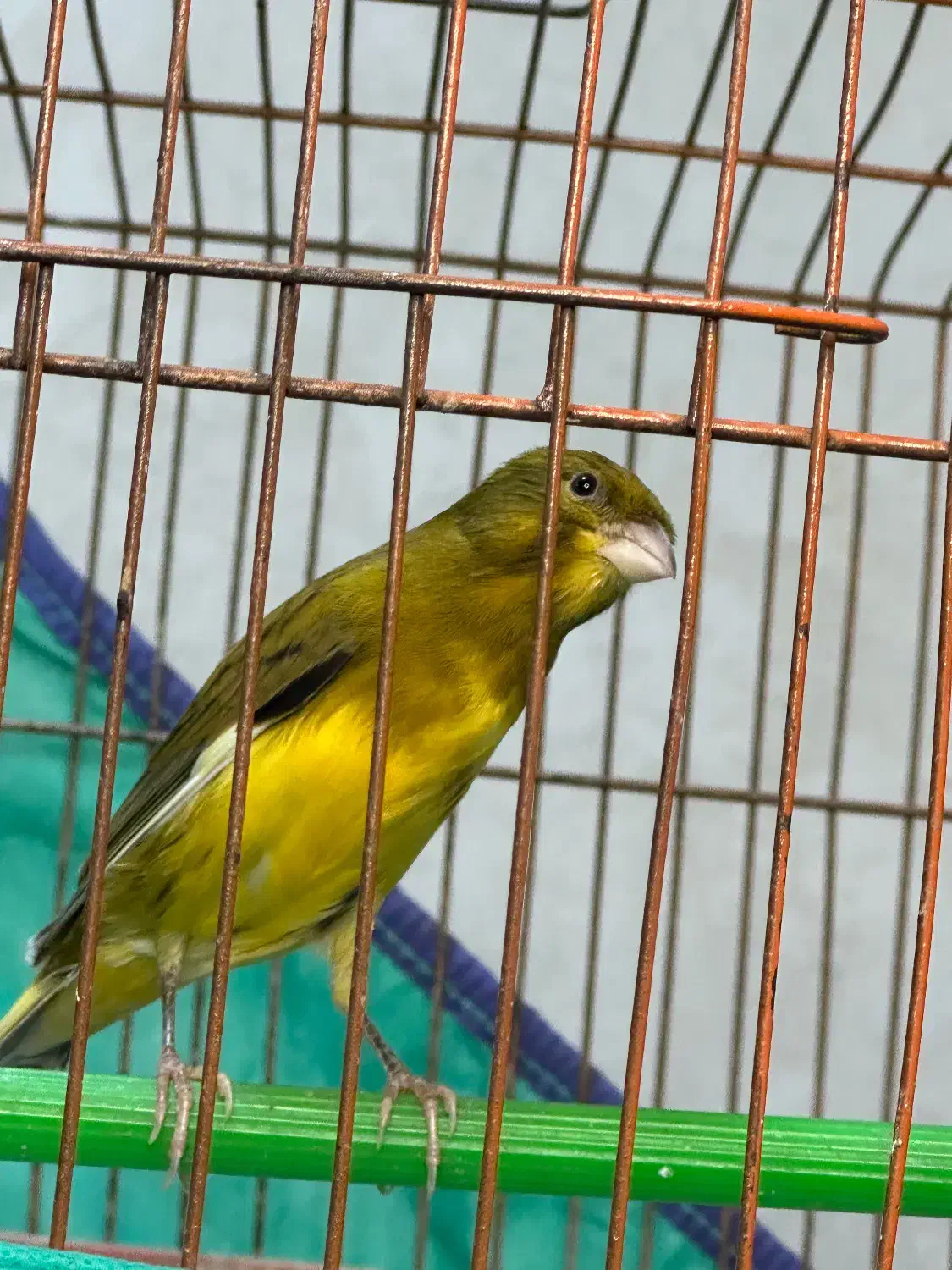 قناری نر|پرنده|رشت, باهنر|دیوار