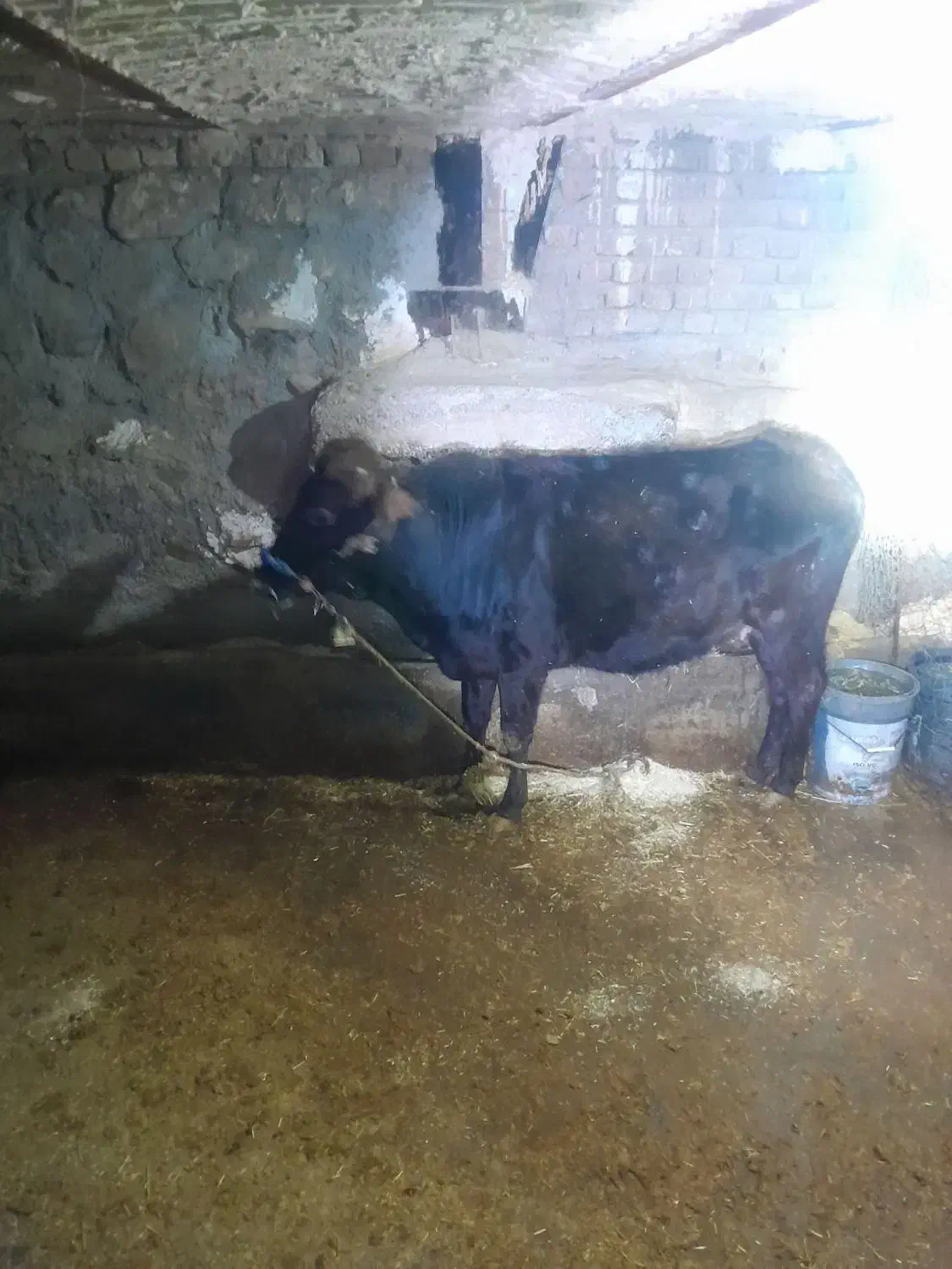 گاو آبستن|حیوانات مزرعه|فیروزآباد (لرستان), |دیوار