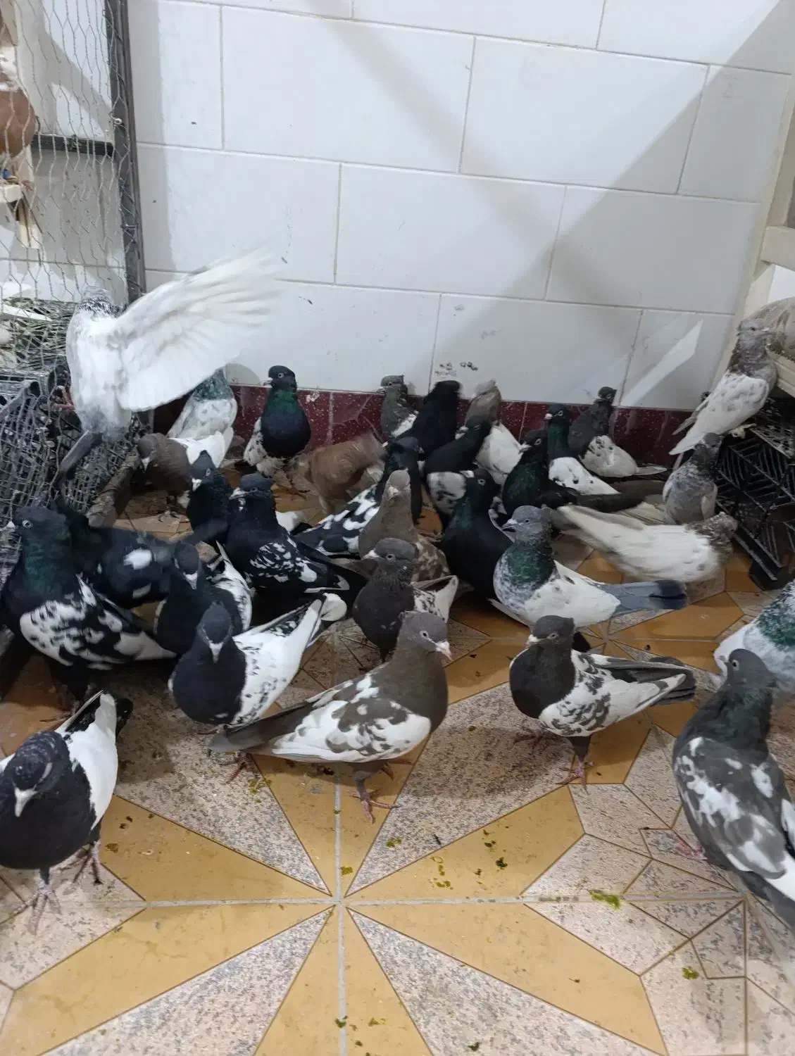 کبوتر سینه سیاه|پرنده|شیراز, گویم|دیوار