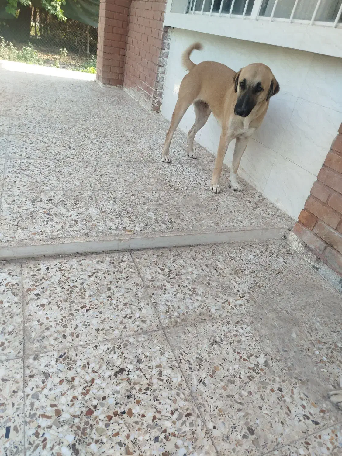 سگ گم شده دوتا سگ قهوه ای .|حیوانات|دزفول, |دیوار