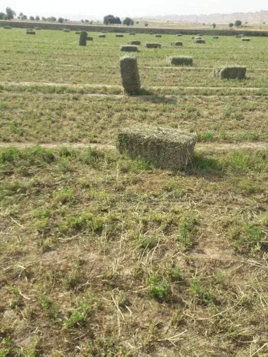 فروش  یونجه چین چهارم|خدمات باغبانی و درختکاری|بن, |دیوار