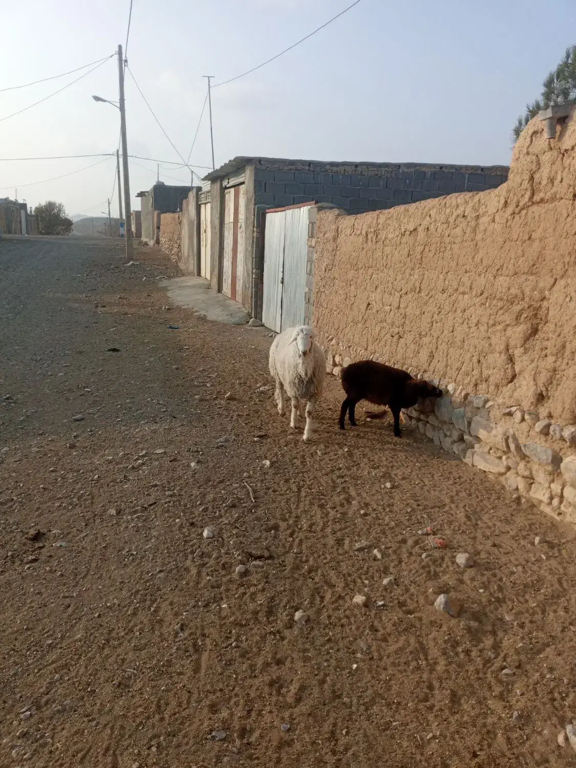 فروش چند عدد قوچ وبره قوچ|حیوانات مزرعه|شیروان (خراسان), |دیوار