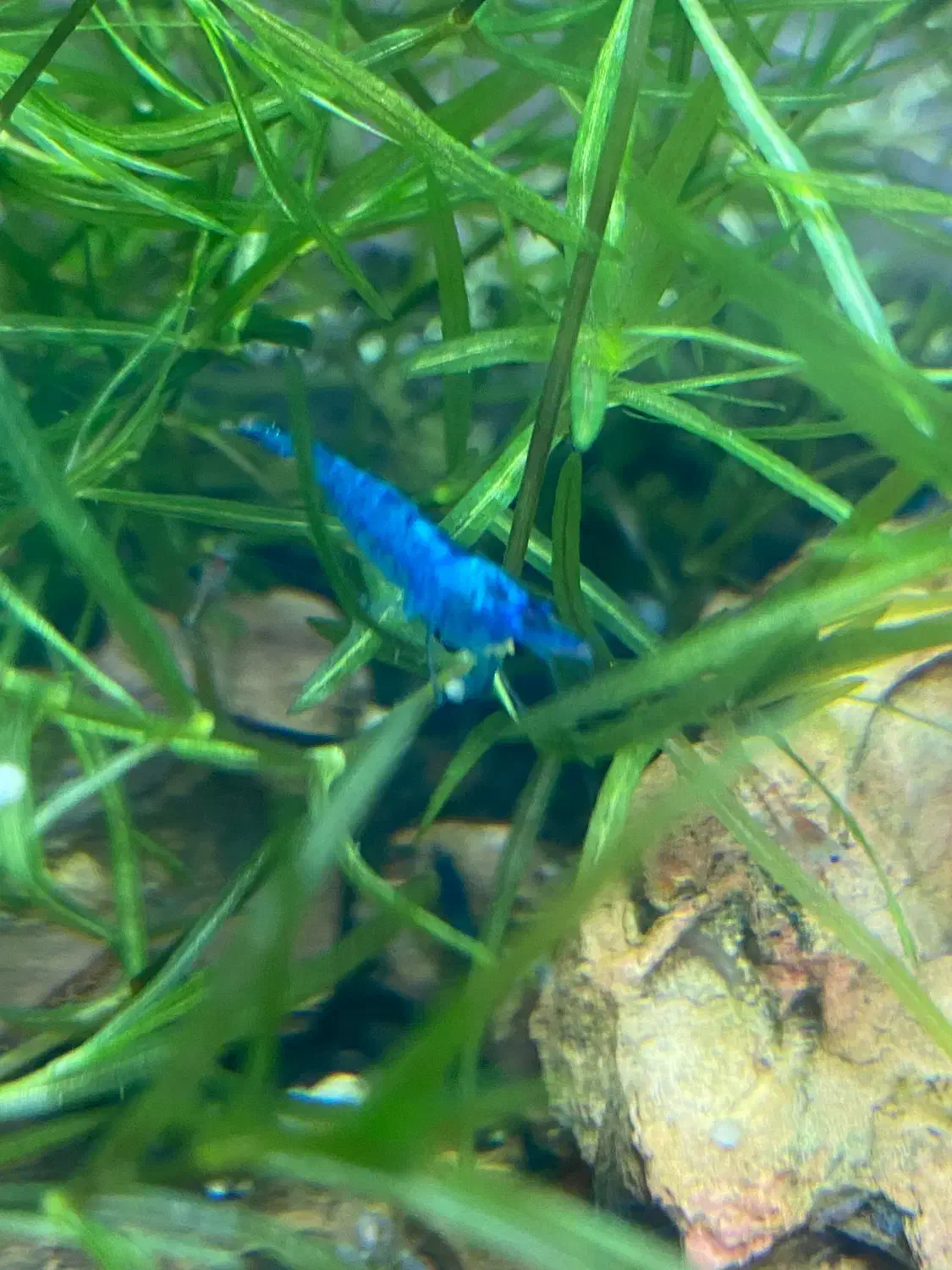 میگو شریمپ رنگی|ماهی|یزد, |دیوار