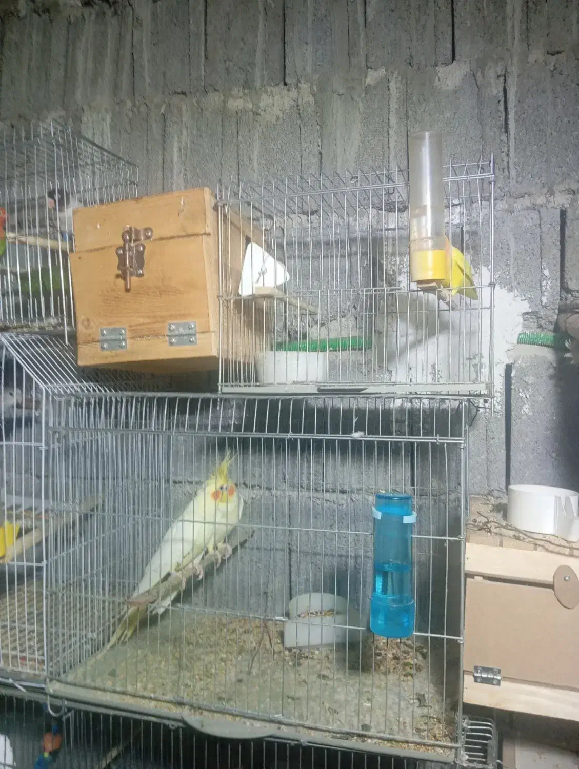 عروس هلندی تک و بالغ، در اب پخش|پرنده|آبپخش, |دیوار