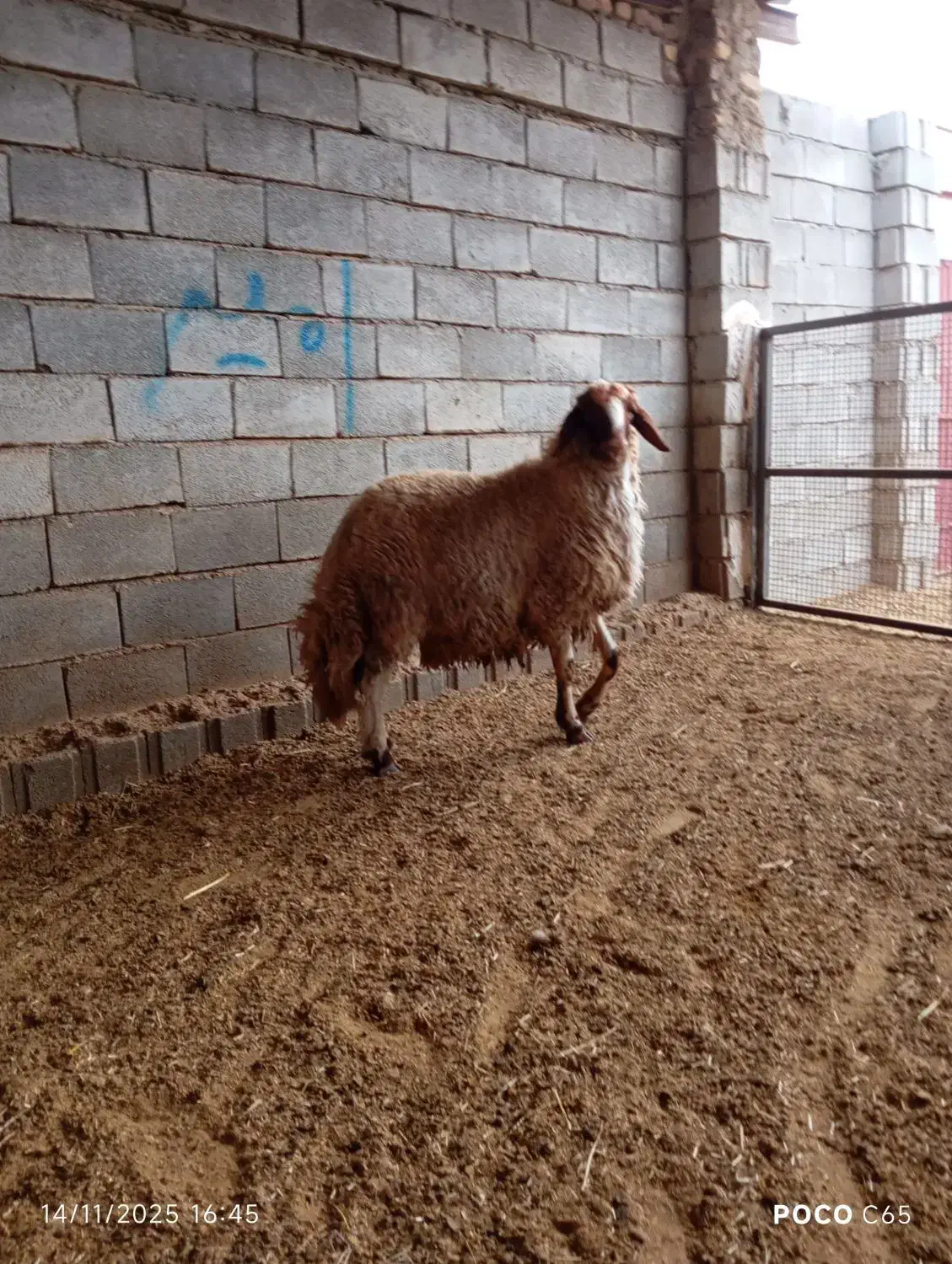 شیشک قوچ داشتی بشرط|حیوانات مزرعه|گیلان غرب, |دیوار