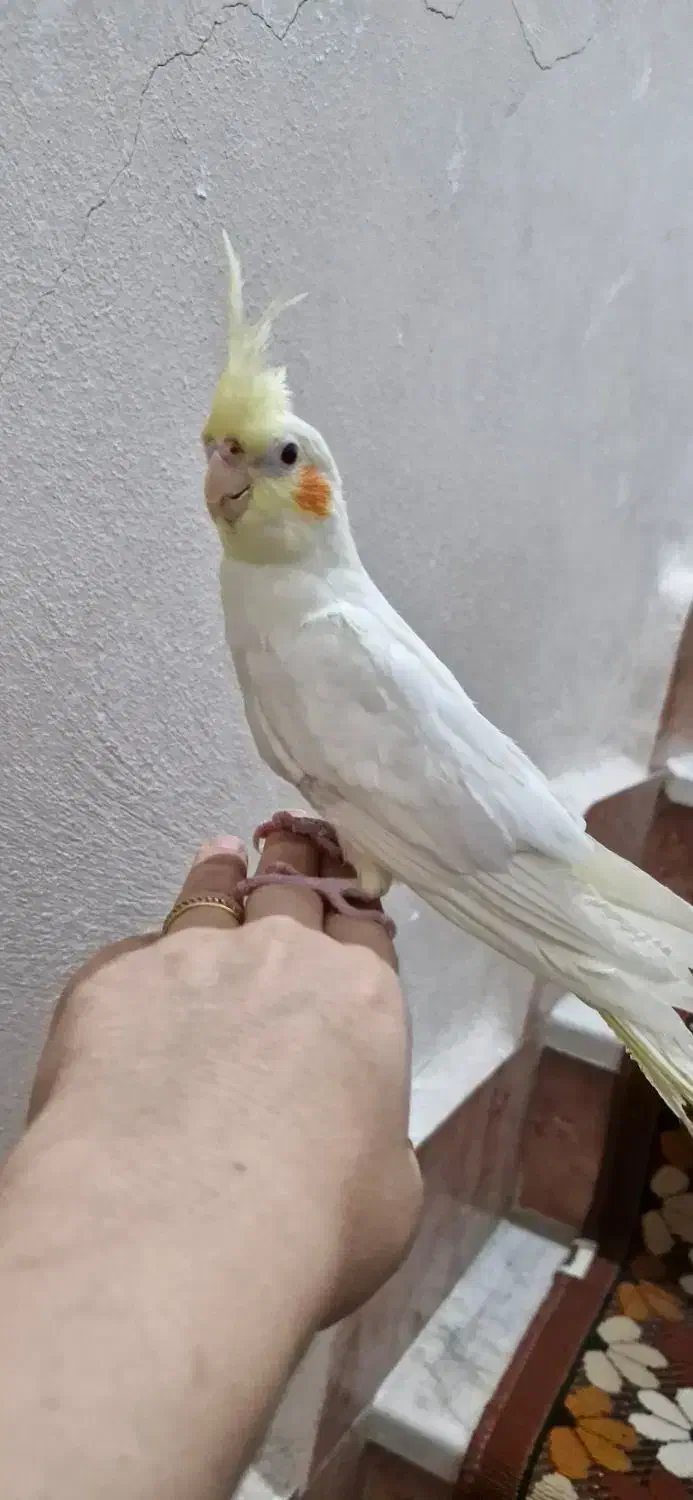 عروس هلندی|پرنده|لنگرود, |دیوار