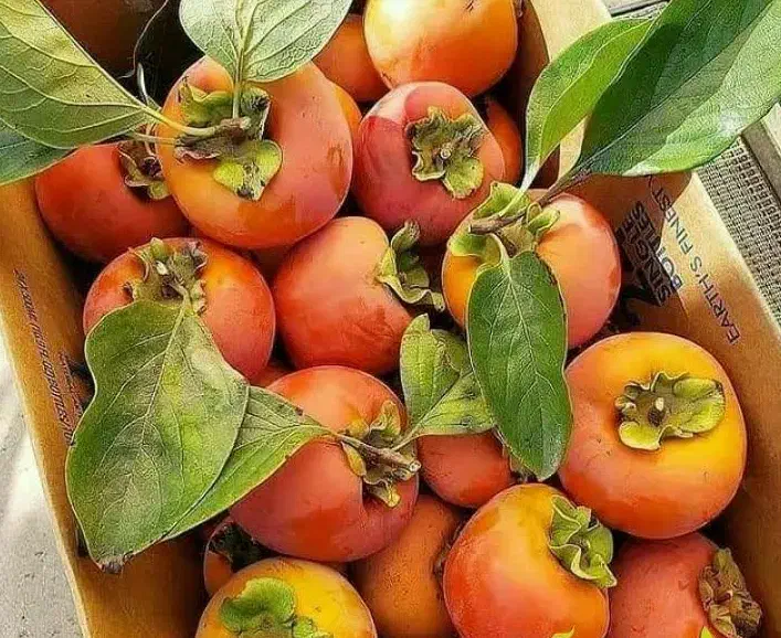 پیش فروش نهال خرمالو سیبی لیبل دار|خدمات باغبانی و درختکاری|ارد, |دیوار
