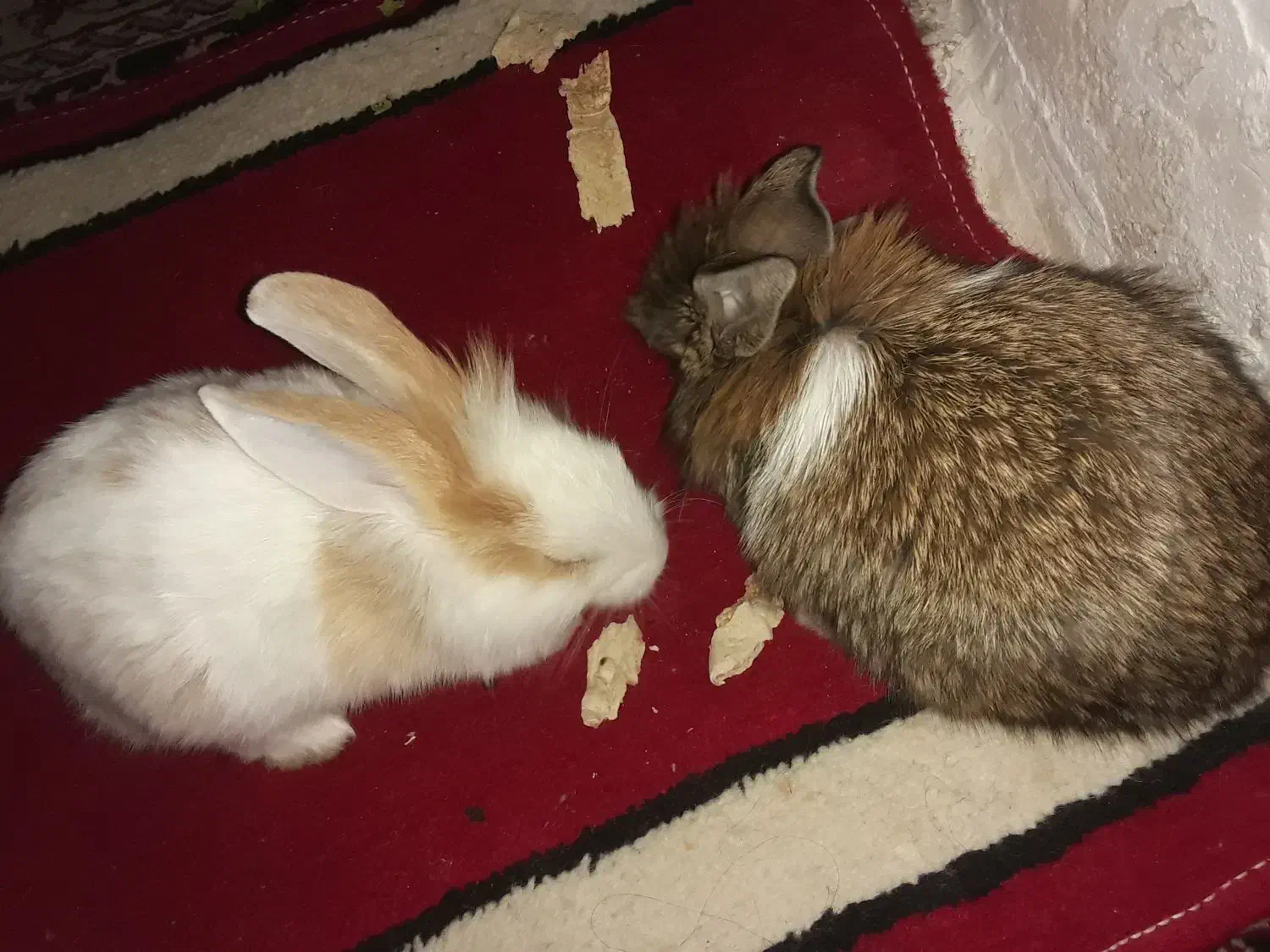 خرگوش خونگی|موش و خرگوش|خرم‌آباد, |دیوار