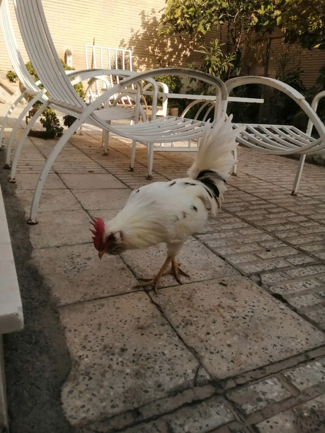 خروس گلین|حیوانات مزرعه|شاهین‌شهر, عطار|دیوار