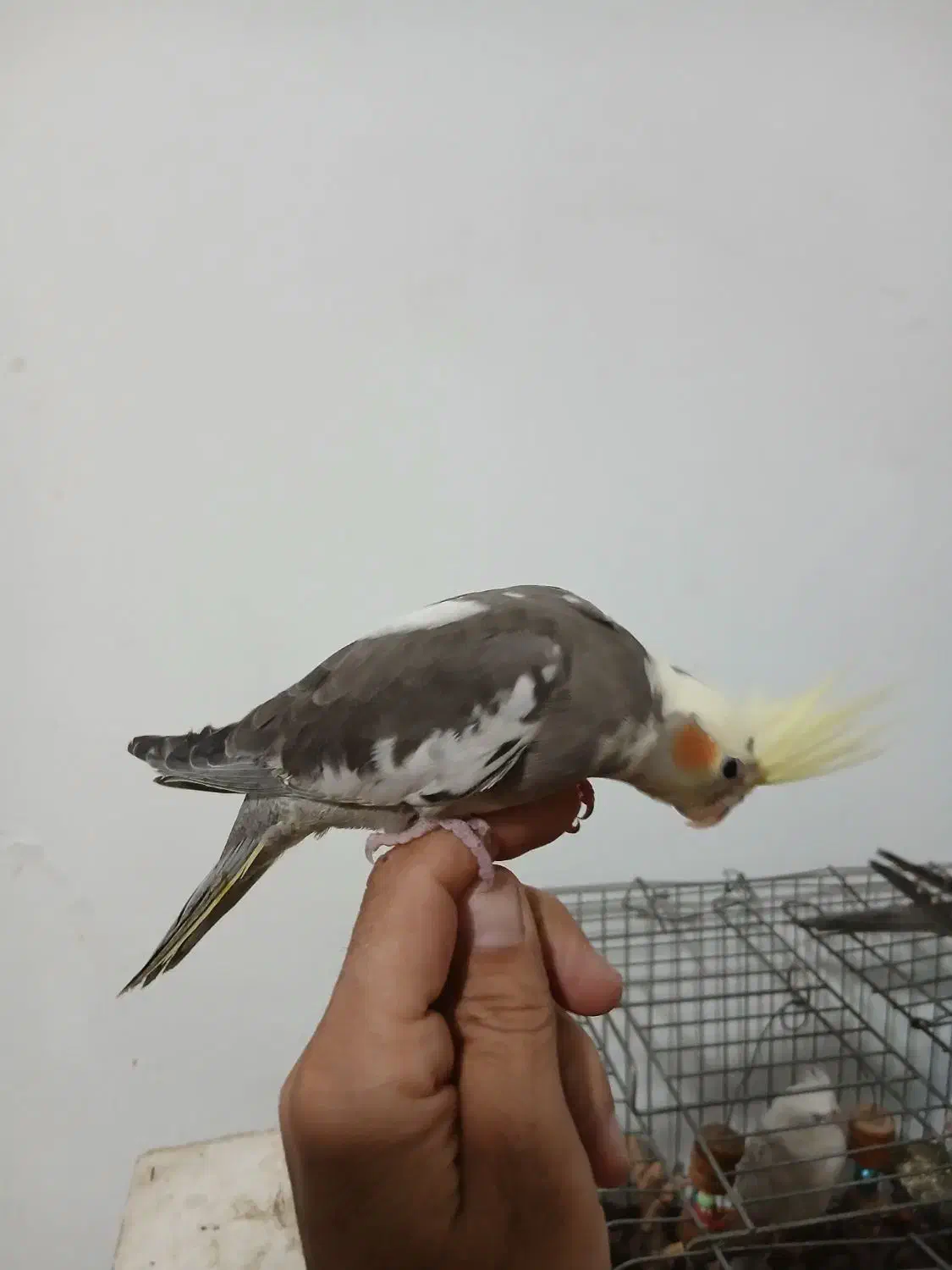 عروس هلندی|پرنده|فردیس, شهرک ۱۱۰|دیوار