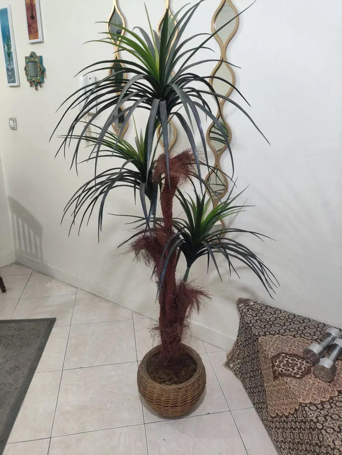 نخل سوزنی اریکا کاملا سالم و نو|گل مصنوعی|تهران, شهمیرزادی|دیوار