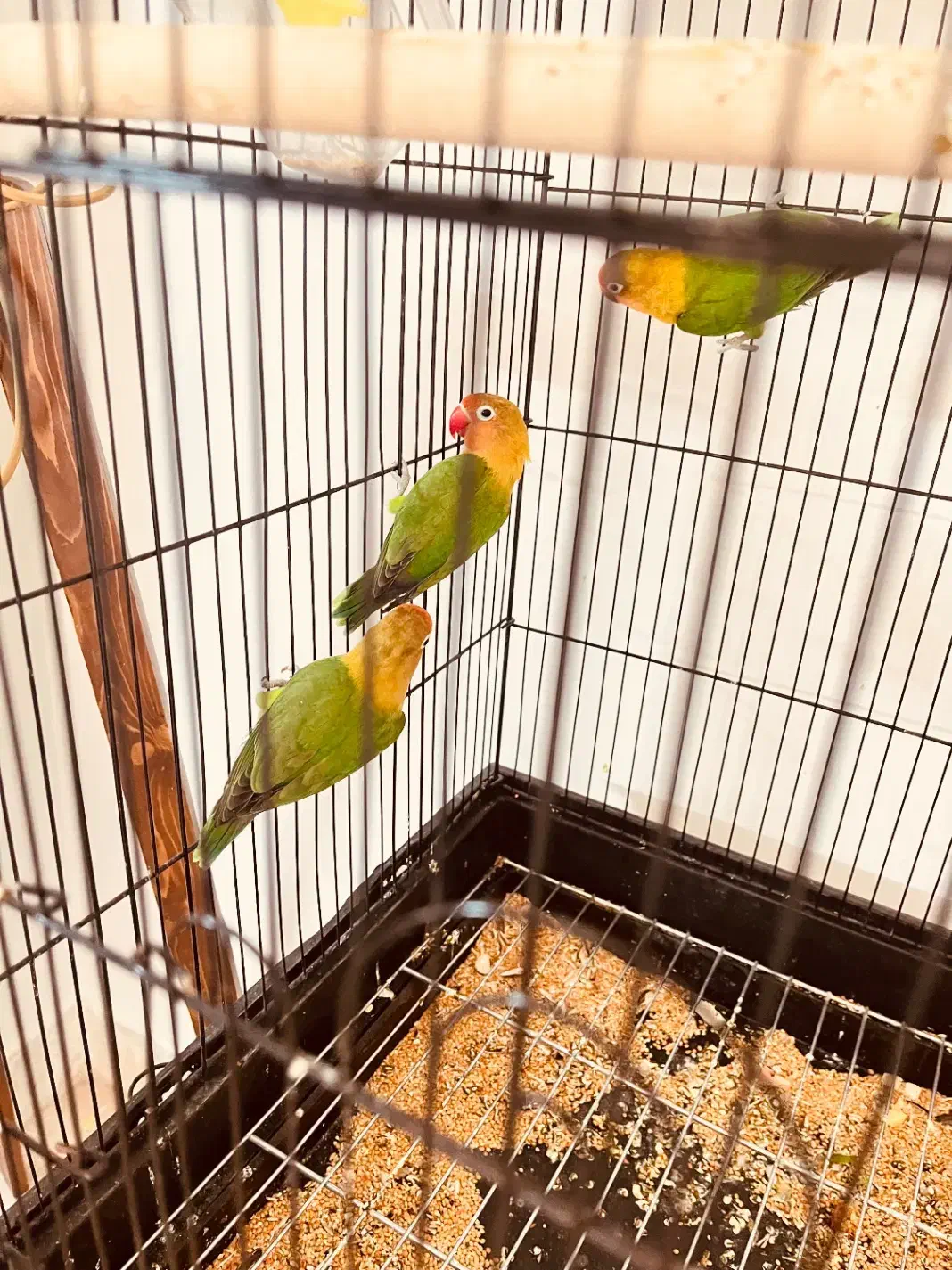 ۴ عدد کوتوله فیشر|پرنده|اصفهان, سرچشمه|دیوار