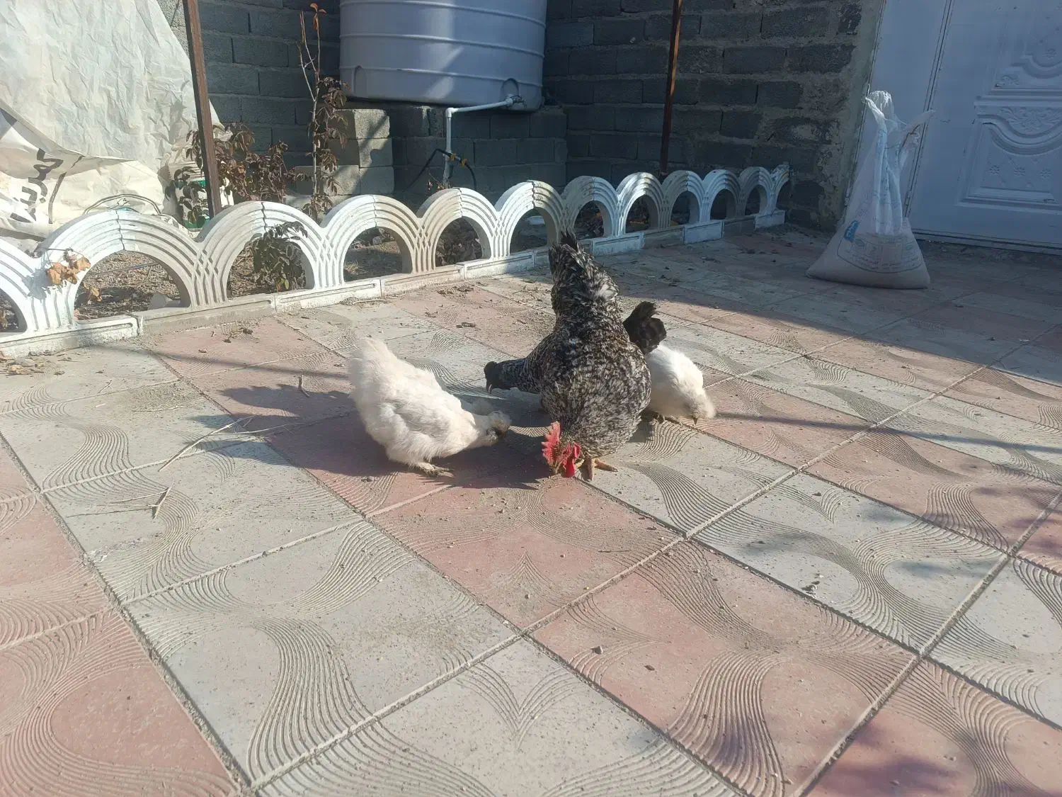 فروش مرغ ابریشمی|حیوانات مزرعه|سلماس, |دیوار