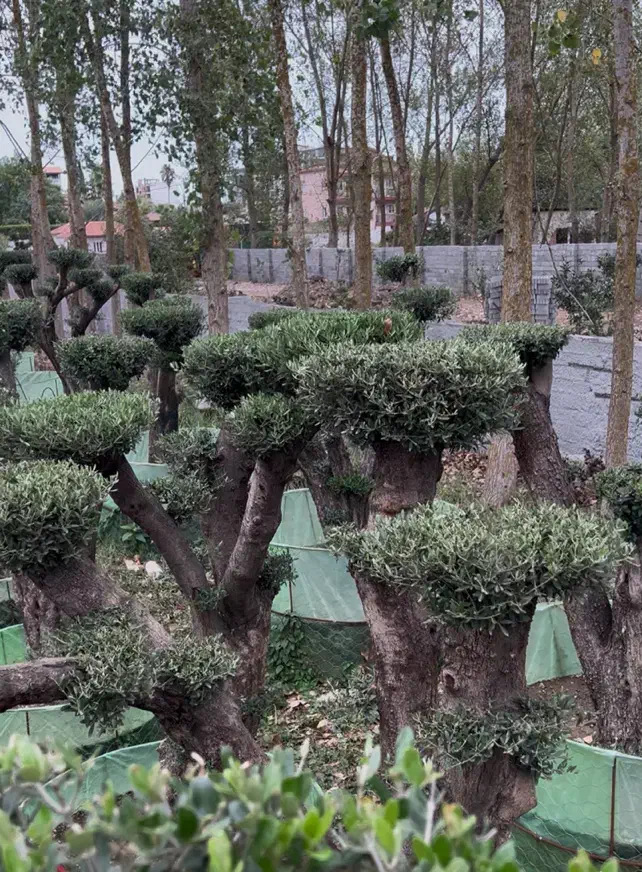 فروش درخت زیتون هخامنشی|گل و گیاه طبیعی|ایزدشهر, |دیوار