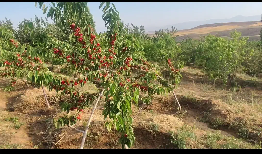 باغ کشاورزی روستای هیراب|فروش دفتر صنعتی، کشاورزی، تجاری|بروجرد, |دیوار