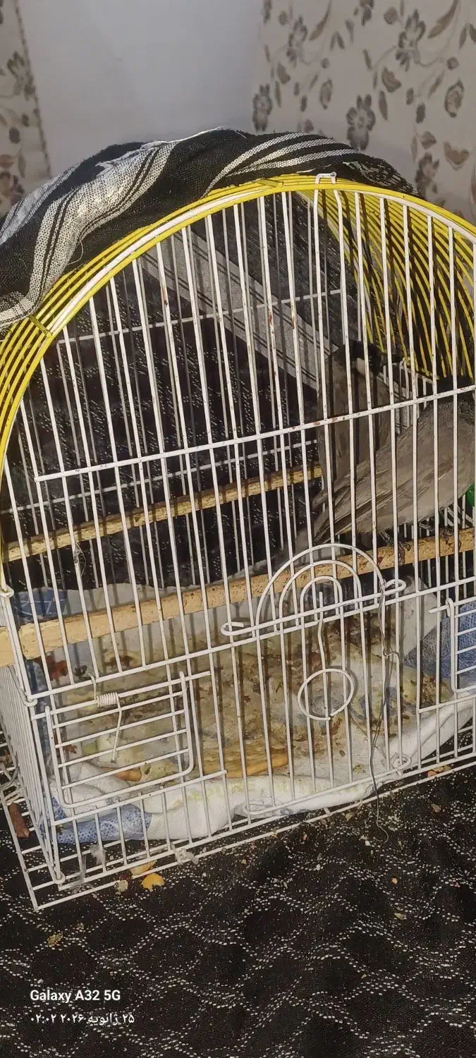 یک جفت قناری|پرنده|مسجد سلیمان, |دیوار