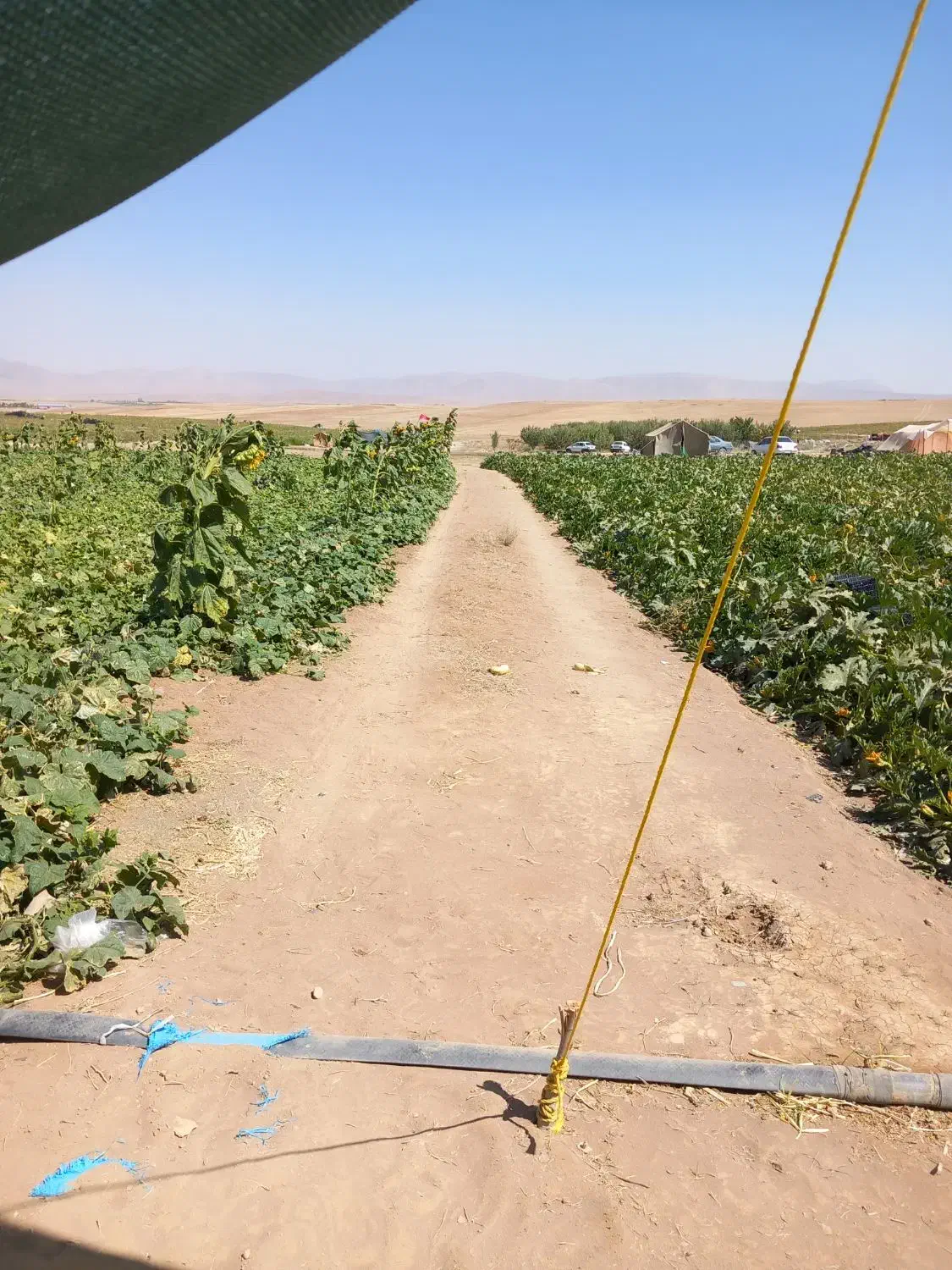 فروش کاه یونجه اسپرس|حیوانات مزرعه|وردشت, |دیوار