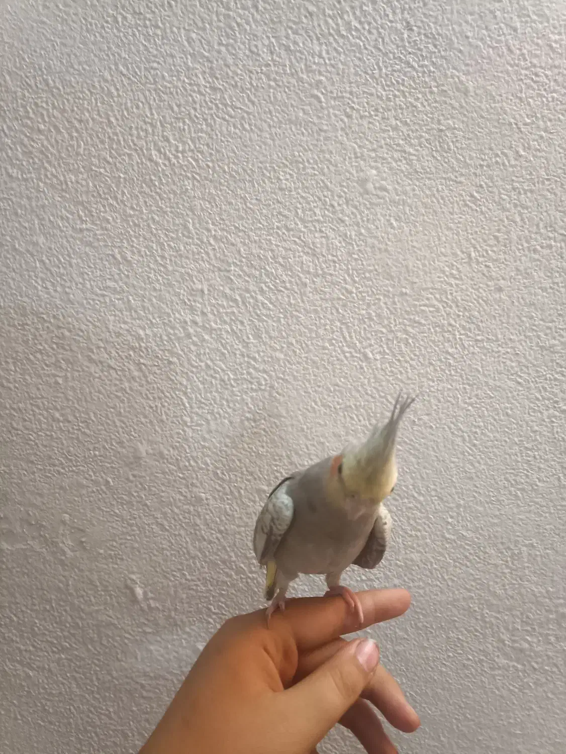 عروس هلندی گمشده خیابان فاطمه زهرا کوثر۴|حیوانات|اسلامشهر, مطهری|دیوار