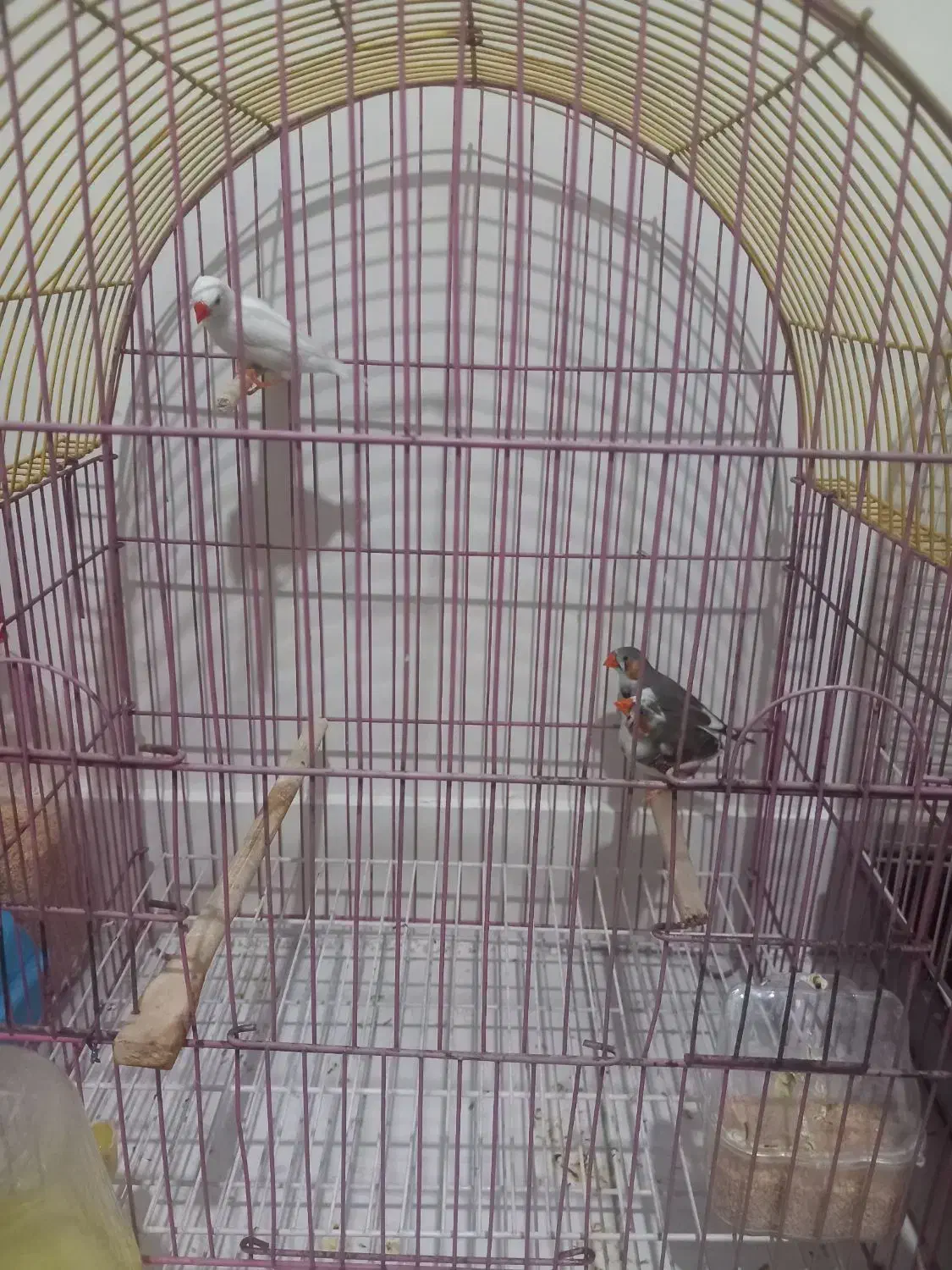 فنچ نرمولد|پرنده|تهران, مشیریه|دیوار