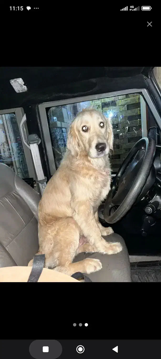 گمشده|حیوانات|اهواز, کمپلو شمالی|دیوار