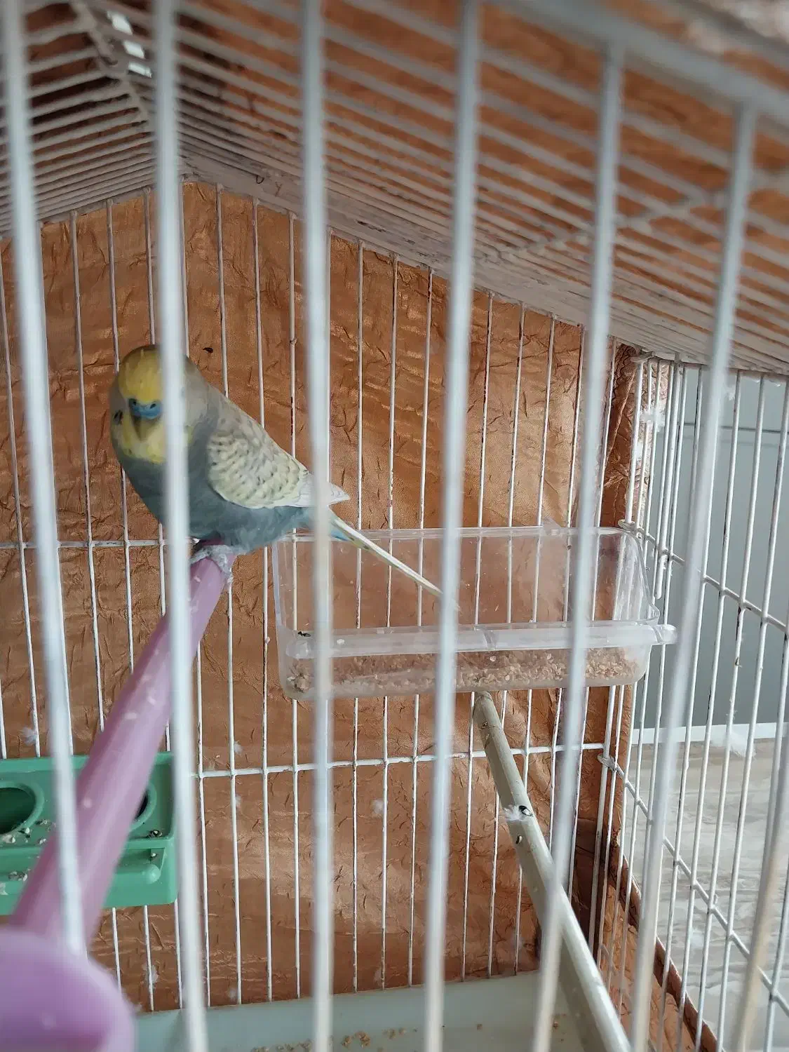 مرغ عشق انگلیسی.نر.سالمشیطون|پرنده|ساری, |دیوار