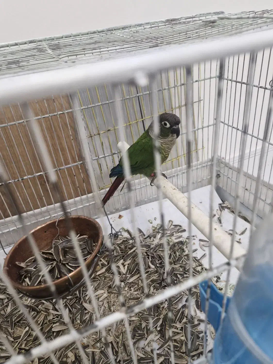 گیرینچیک دوعدد یکی اهلی یک وحشی|پرنده|بومهن, |دیوار