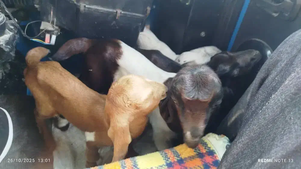 6عدد بز آبستن وزایده|حیوانات مزرعه|بند زرک, |دیوار