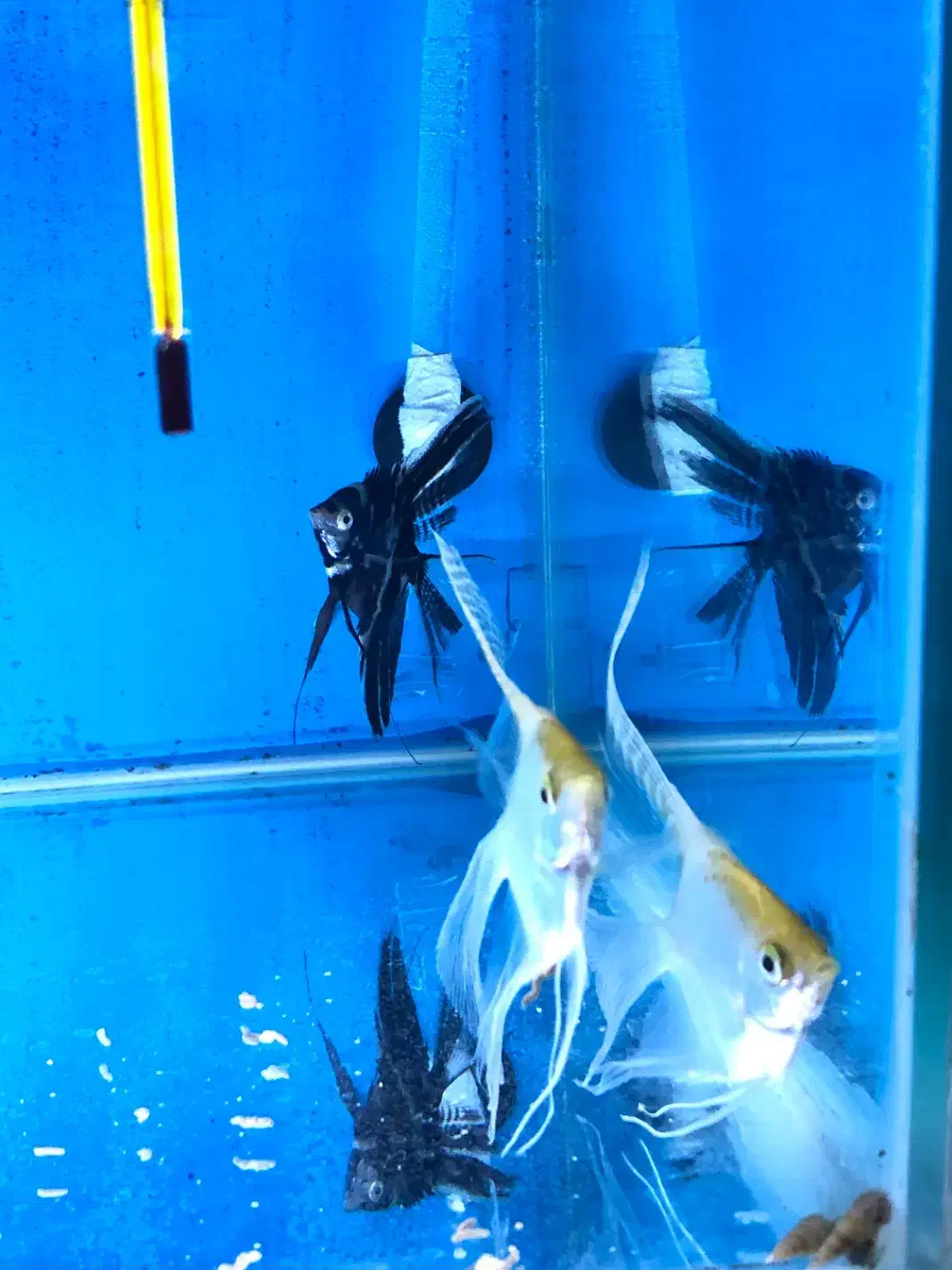 ماهی انجل|ماهی|سلماس, |دیوار