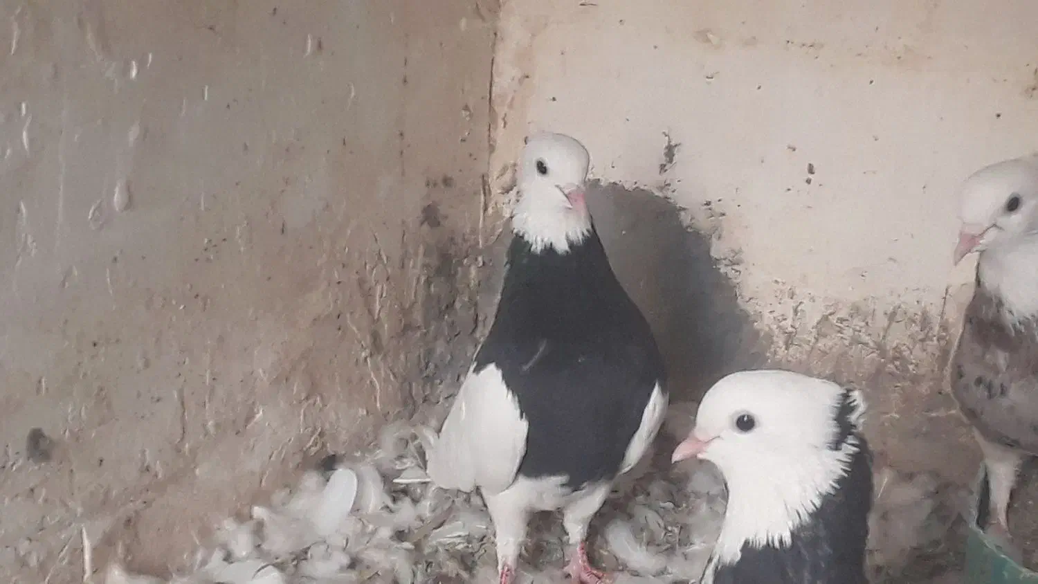 طوق سیاه نر|پرنده|نگین کویر, |دیوار