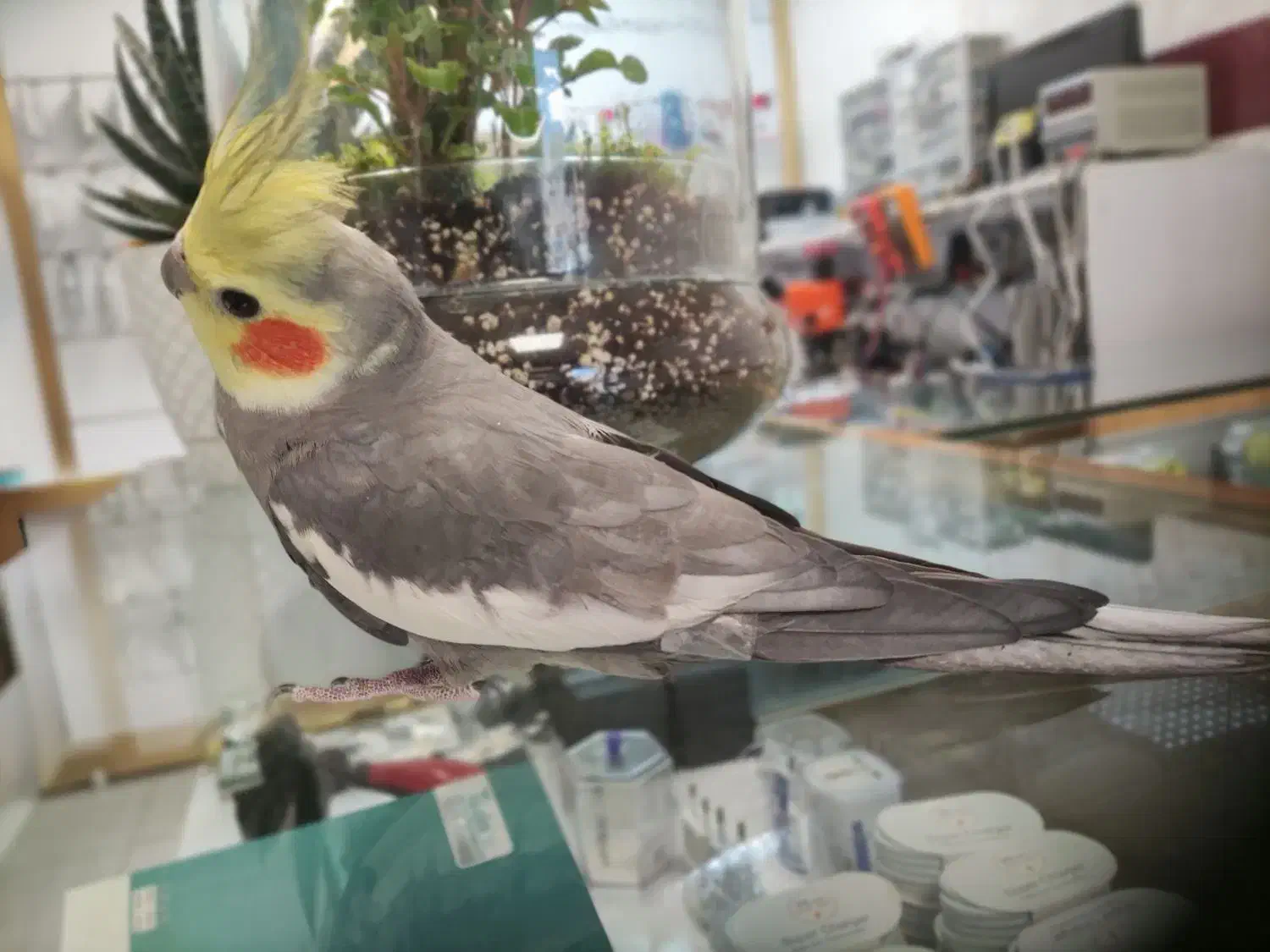 عروس هلندی نر یکساله سخنگو|پرنده|نسیم‌شهر, |دیوار