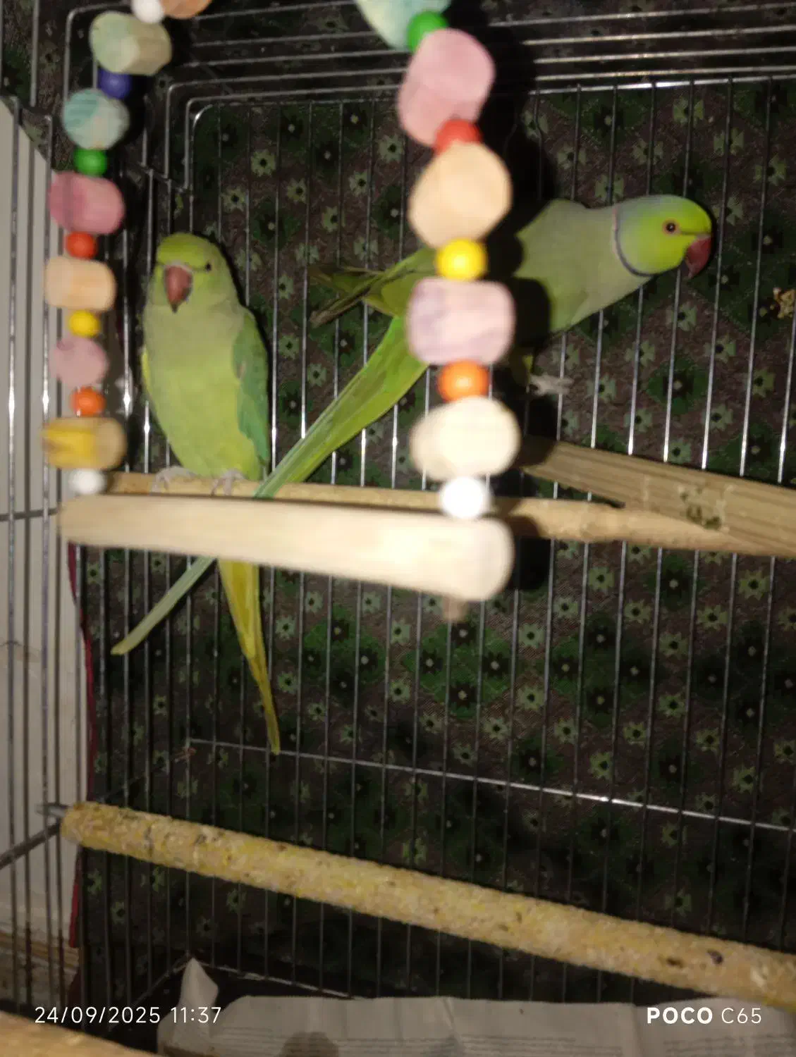 طوطی ملنگو|پرنده|قزوین, |دیوار