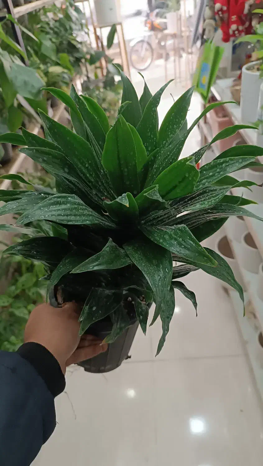 گل کامپکت آناناسی / هدیه ماندگار و خوش قیمت|گل و گیاه طبیعی|اصفهان, درب سیبه علیا|دیوار