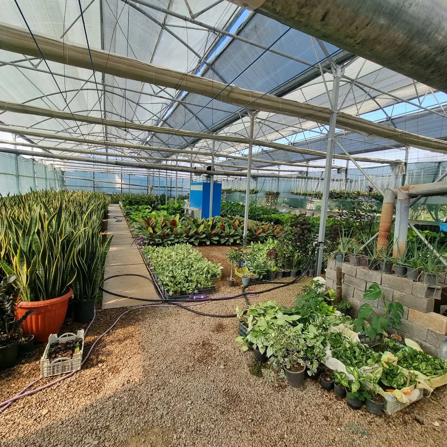 گل طبیعی|گل و گیاه طبیعی|کلاردشت, |دیوار