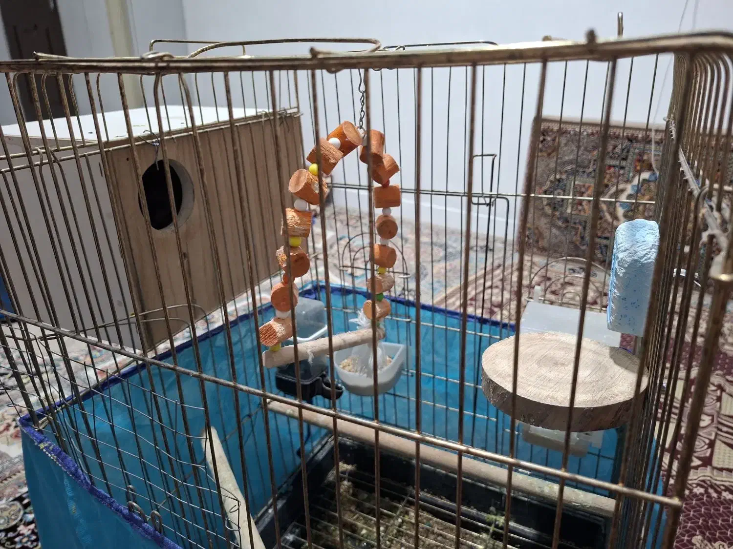 عروس هلندی البینو دو کت|پرنده|قرچک, میرزائی جنوبی|دیوار