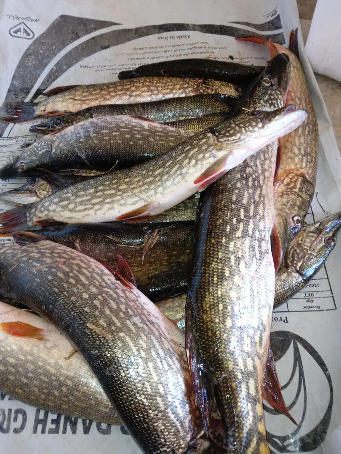 اردک ماهی|ماهی|بابل, |دیوار