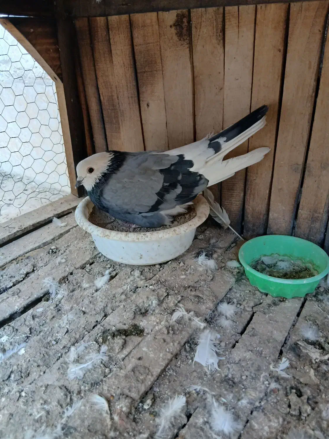 کفترپرشی ساعت سنگین|پرنده|کهک, |دیوار