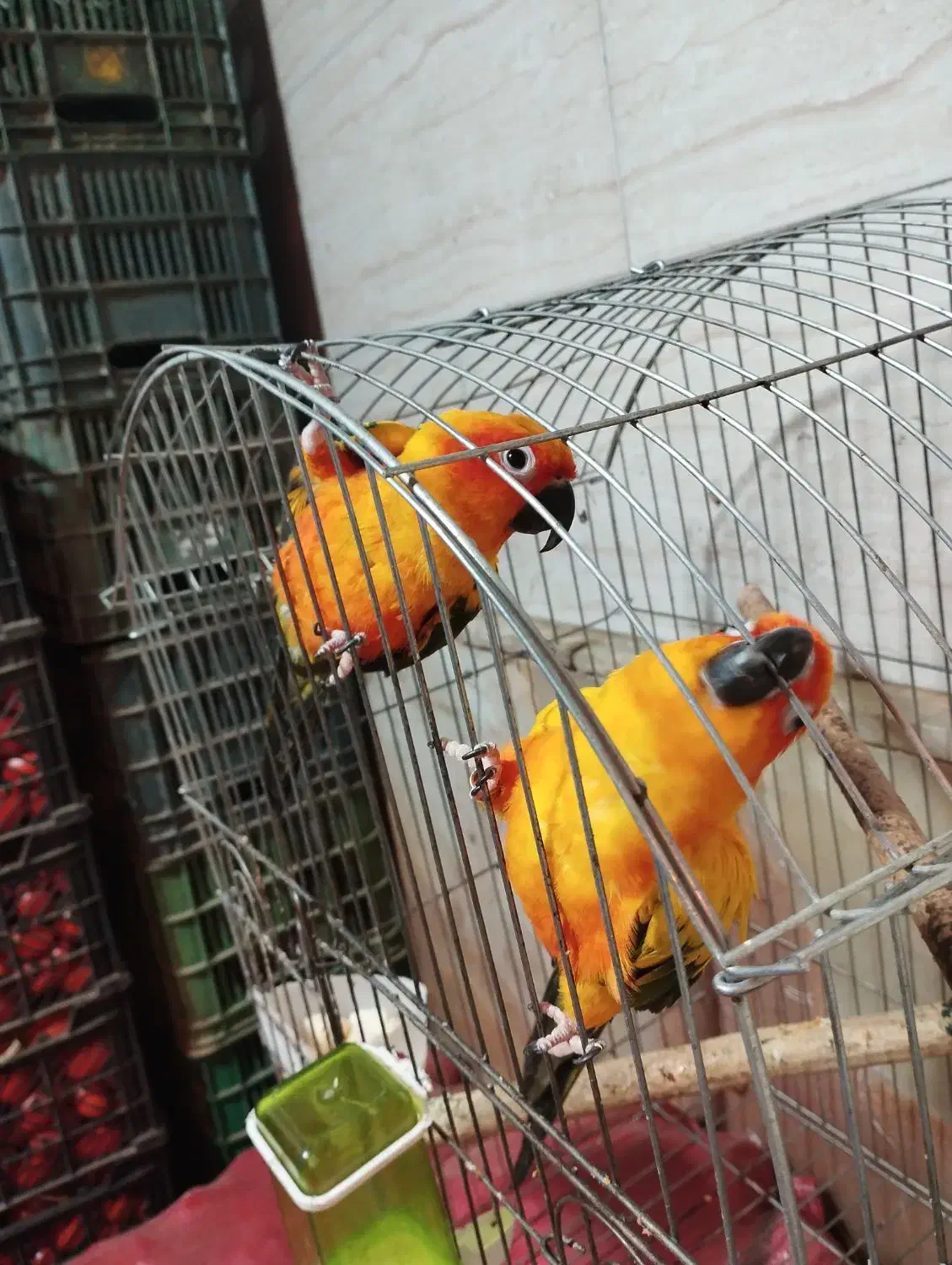 طوطی خورشیدی|پرنده|سمنان, |دیوار