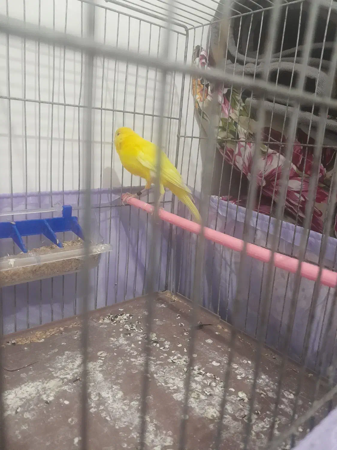 قناری3عدد خوش رنگ ویه دست|پرنده|صفادشت, |دیوار