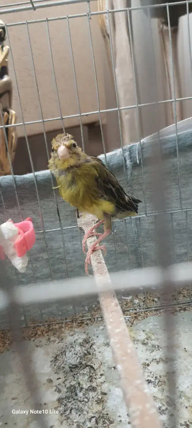 ماده سبز|پرنده|شاهدشهر, |دیوار