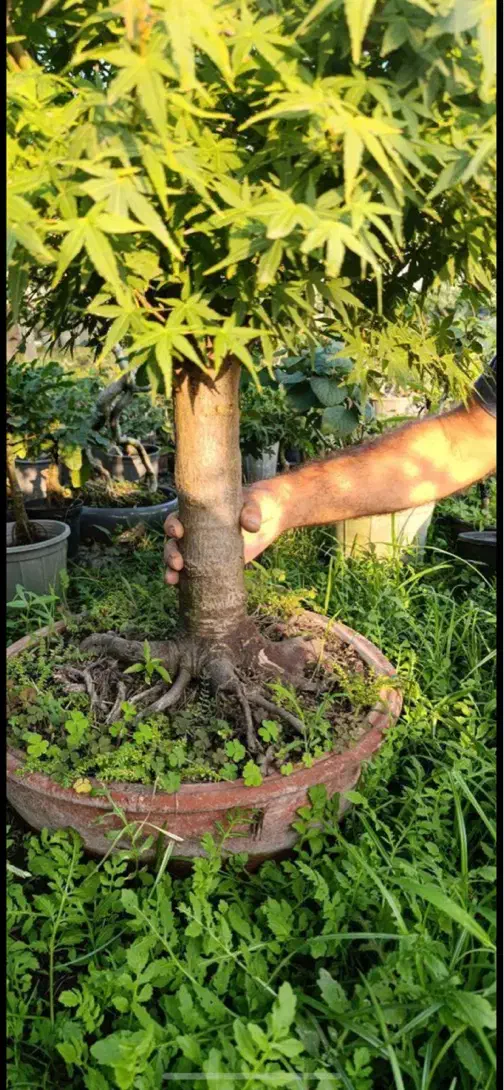 بنسای افرا|گل و گیاه طبیعی|تهران, استاد معین|دیوار