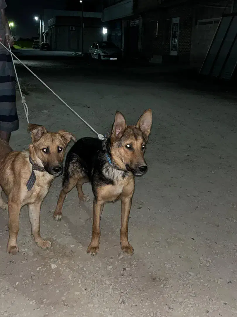 سگ ژرمن شیالو نر و ماده|سگ|گنبد کاووس, |دیوار