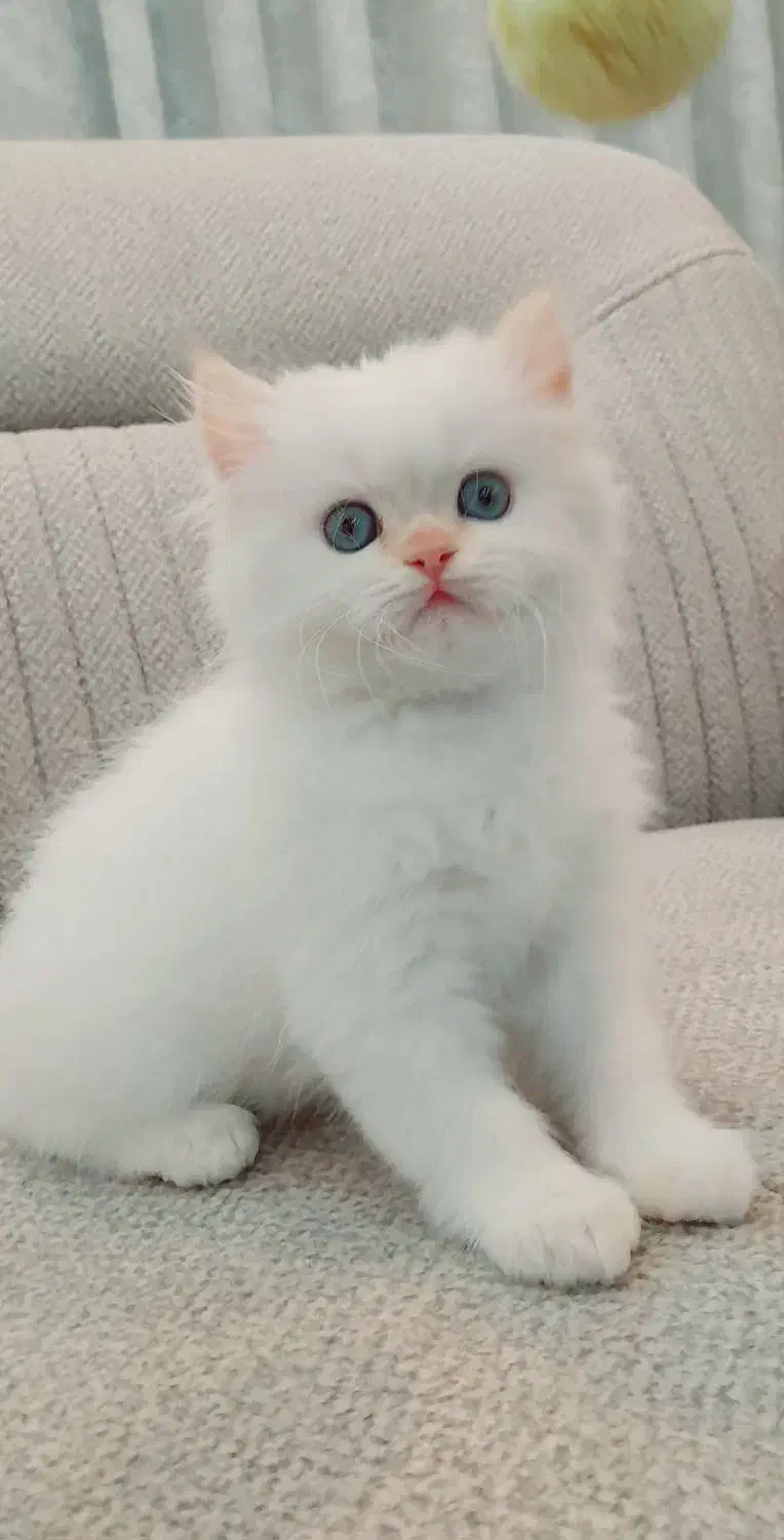 بریتیش‌ لانگ هیر گلد نر دوماهه|گربه|کتالم و سادات شهر, |دیوار